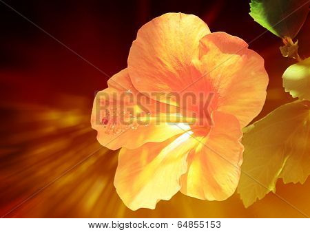 Exotic Hibiscus