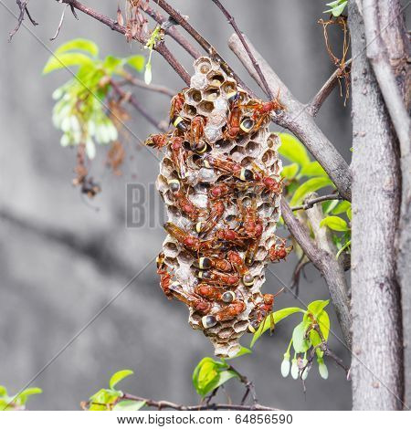 Thai Hymenoptera