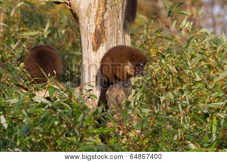 Red-bellied Lemur (eulemur Rubriventer) In A Tree