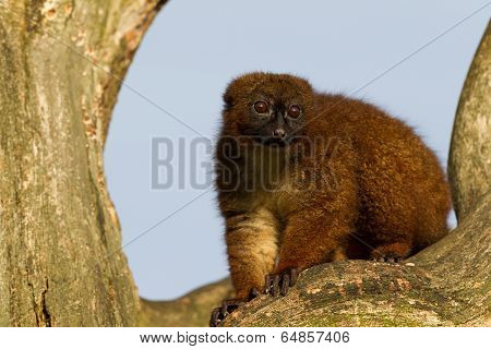Red-bellied Lemur (eulemur Rubriventer) In A Tree