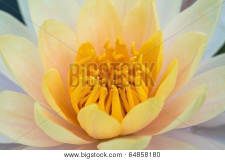 Beautiful Purple Water Lilly Or Lotus On Water
