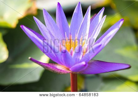 Beautiful Purple Water Lilly Or Lotus On Water