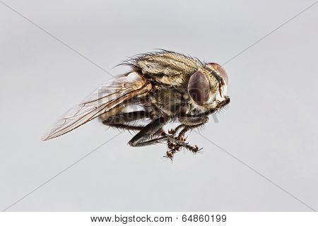Sarcophaga Species