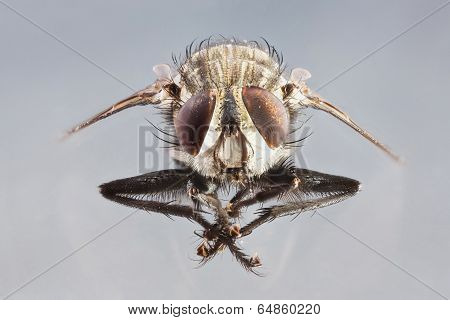 Sarcophaga Species
