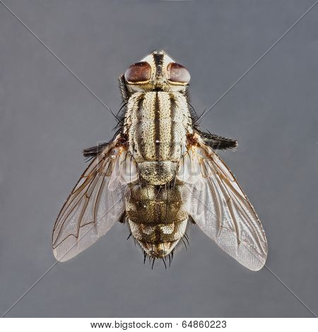Sarcophaga Species