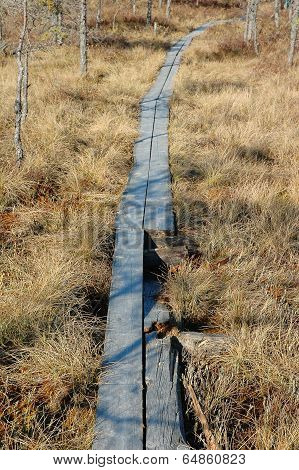 Wooden Path In Bog