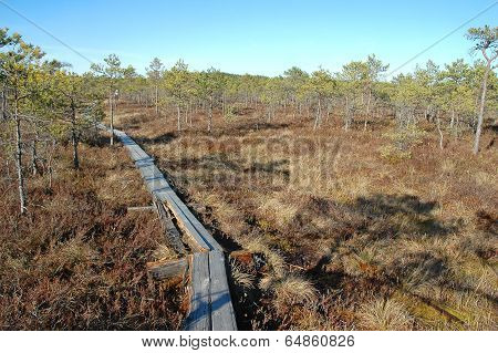 Wooden Path In Bog