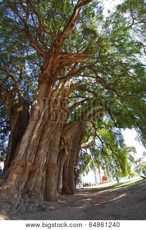 Tule Tree In Mexico