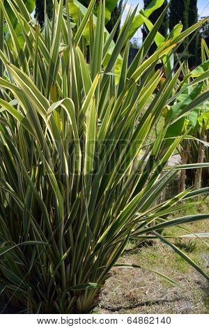 Decorative Grass