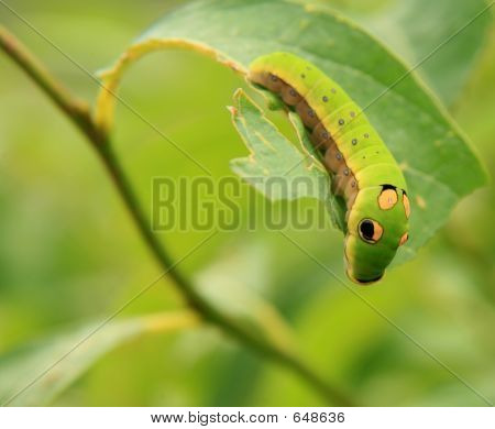 Papilio Spicebrush Caterpillar