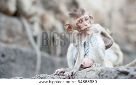 Lopburi Thailand. Monkey ( Crab-eating or Long-tailed macaque ) in Prang Sam Yot temple. Khmer ancient Buddhist pagoda ruins are famous thai tourist travel destination