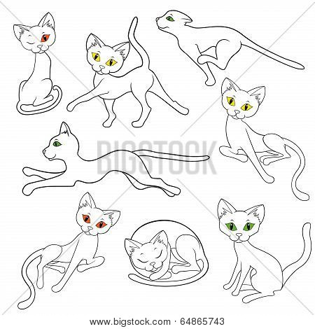 Eight Contours Of Funny Cats