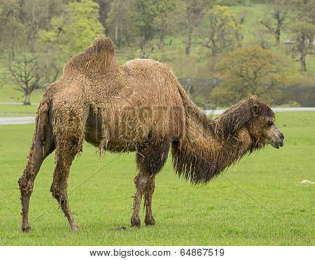 Bacrian Camel