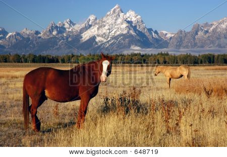 Grand Teton Horses