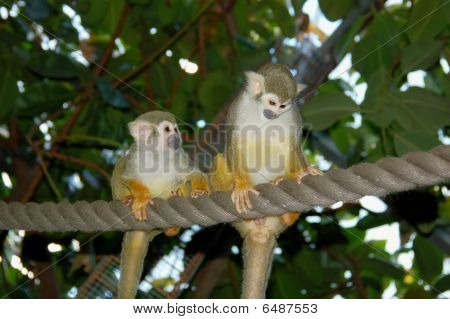 Two Squirrel Monkeys