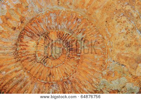 Natural Amonite Fossil Background