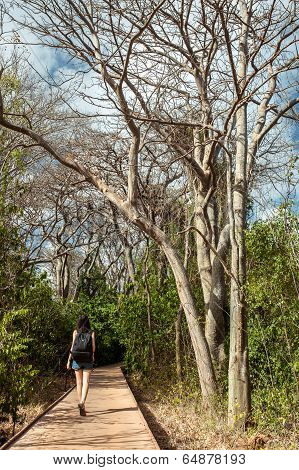 woman with camera walk on the wooden walk path in the forest