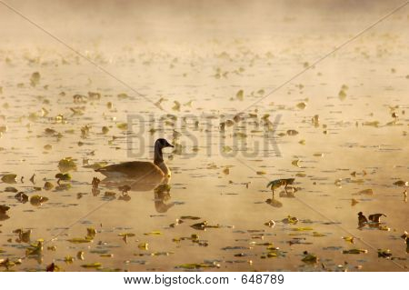 Canada Goose On Golden Pond