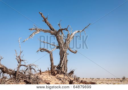 Dead Tree In Oman Desert (oman)