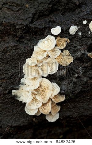 Panellus Mitis