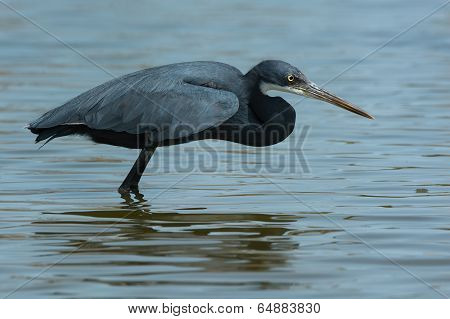 A Western Reef Heron (egretta Gularis) Copying The Hunting Style Of A Black Heron