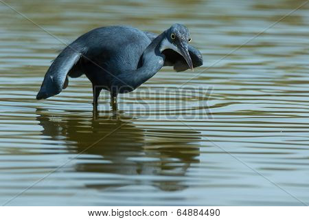 A Western Reef Heron (egretta Gularis) Hunting Like A Black Heron