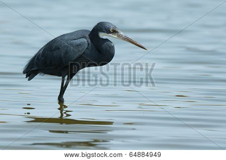A Western Reef Heron (egretta Gularis) Wading In Water