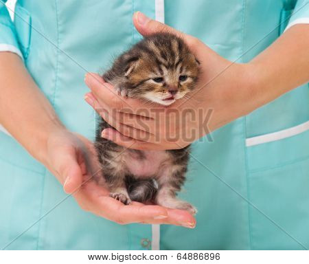 Newborn Kitten