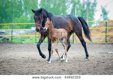 Foal with his mother-mare walks in paddock