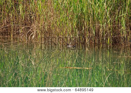 Duck In The River