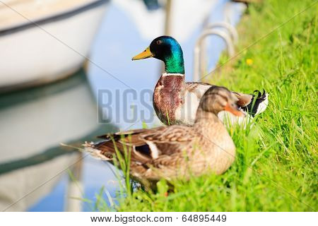 Ducks