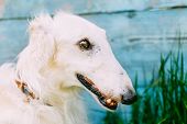 Dog Russian Borzoi Wolfhound