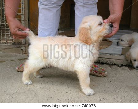 Cucciolo di golden retriever