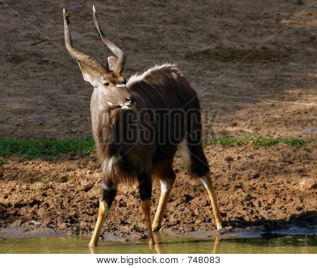 尼亚拉 Ram