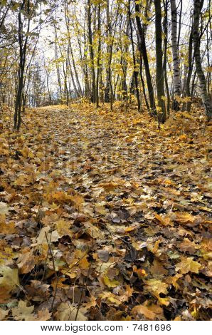 Autum