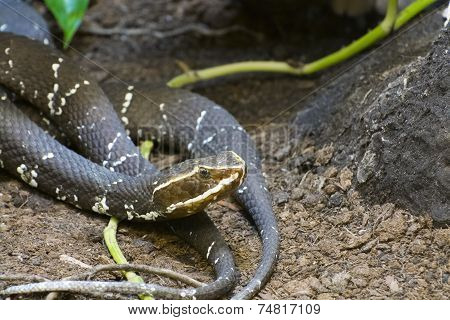 Common Cantil (agkistrodon Bilineatus)