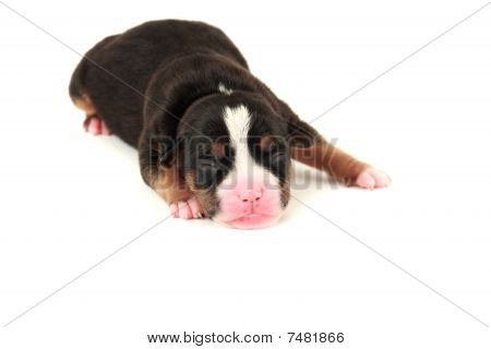 Filhote de cachorro recem-nascido