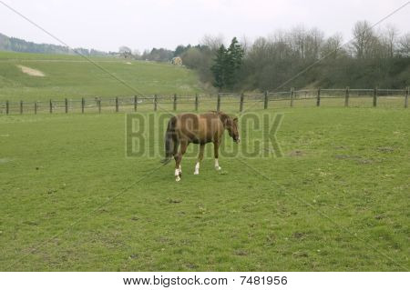 Horse.