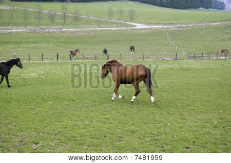 A Horse  Runs On That Pasture.