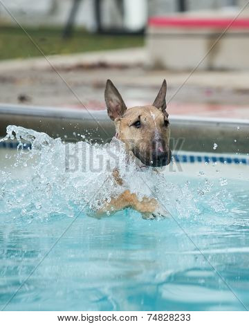 Bull Terrier Swimming
