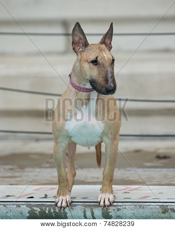 Red Bull Terrier by the pool