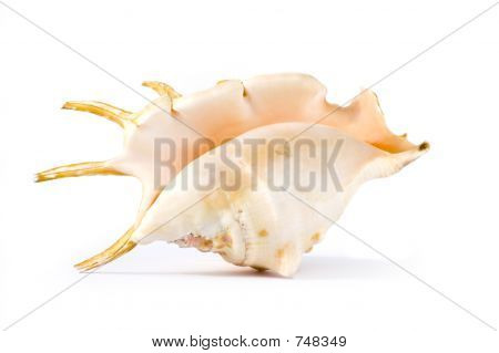 Isolerade shell