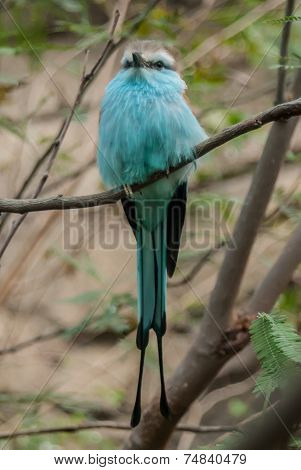 Racket Tailed Roller Bird