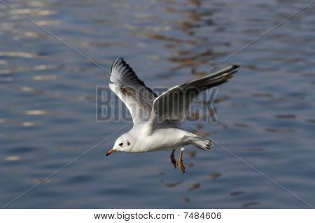 Flying Gull