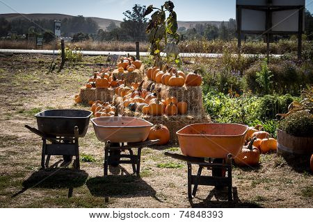 Pumpkin Patch  And Wheelbarrows