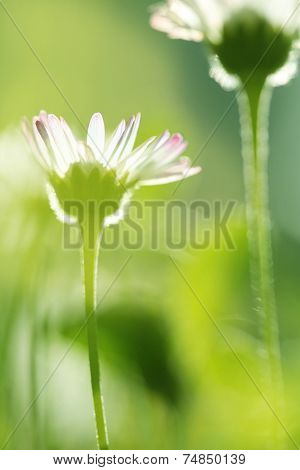 light daisy background.