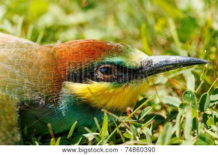 European Bee-eater Portrait (merops Apiaster)