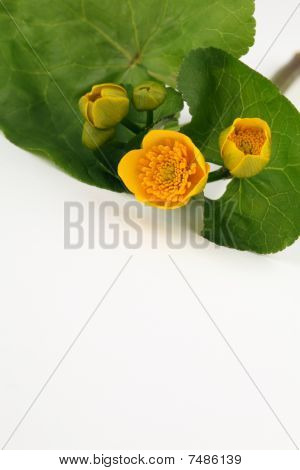 มาร์ช Marigolds