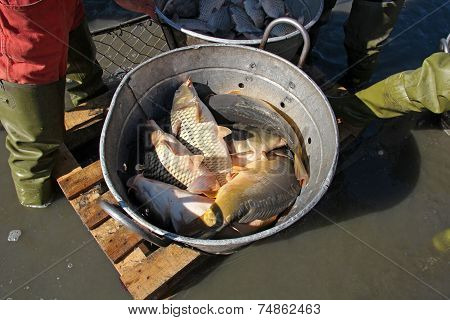 Carp Harvest