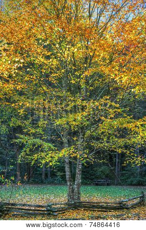 Backlit tree with fall colors